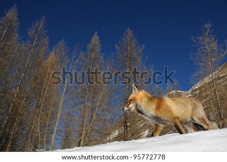 Red fox and alpine habitat with snow, larches and blue sky. Aosta valley, Italy.