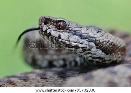 Adder portrait (Vipera berus). Wild fermale european adder and its forked tongue. Portrait. Lombardy Alps, Italy.
