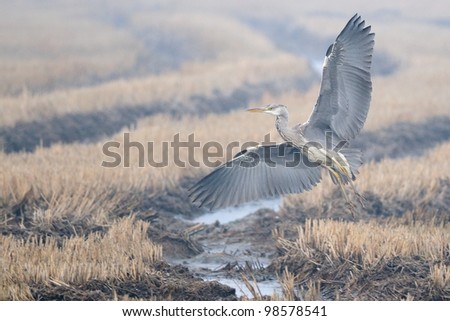 Grey Heron in flight in a foggy field