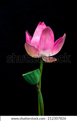 Lotus flower blooming with black background.