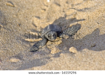 Loggerhead Turtle baby(Caretta carretta)