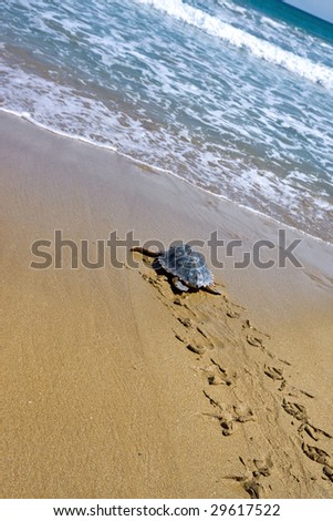 Loggerhead Sea Turtle adult (Caretta caretta)
