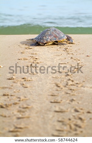 stock photo : Loggerhead Sea Turtle (Caretta caretta)