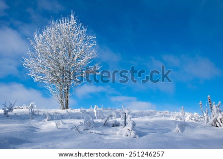 Frozen tree on winter field, low perspective.
