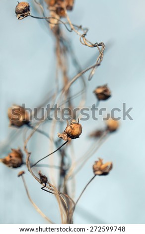 Dry creeper plant climbing up. Close-up photo.