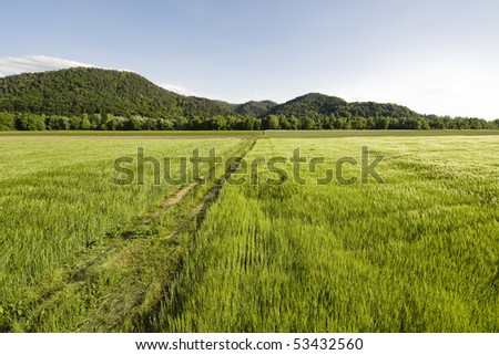 Wheat fields in Slovenia, Europe, in beautiful day.