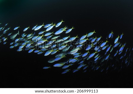 under the sea group of fish