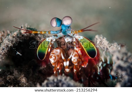 Peacock mantis shrimp in Gorontalo, Indonesia underwater photo. Also known harlequin mantis shrimp, painted mantis shrimp, or clown mantis shrimp.