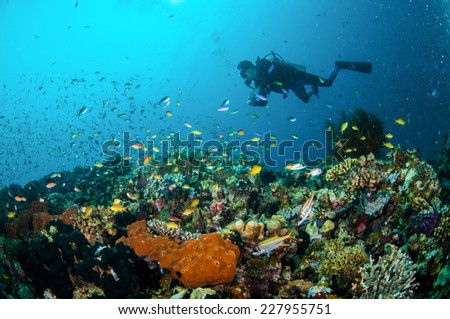 Diver and various reef fishes swim above coral reefs in Gili Lombok Nusa Tenggara Barat Indonesia underwater photo. There are Spotfin squirrelfish Neoniphon sammara, sponges and anthias