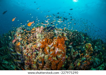 Various reef fishes swim above coral reefs in Gili, Lombok, Nusa Tenggara Barat, Indonesia underwater photo. There are Spotfin squirrelfish Neoniphon sammara, sponges and anthias