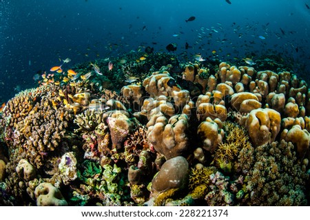Various reef fishes swim above coral reefs in Gili, Lombok, Nusa Tenggara Barat, Indonesia underwater photo. There are Spotfin squirrelfish Neoniphon sammara, hard coral reefs and anthias