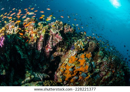 Various reef fishes swim above coral reefs in Gili, Lombok, Nusa Tenggara Barat, Indonesia underwater photo. There are various hard coral reefs, sponges and anthias