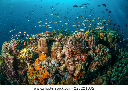 Various reef fishes swim above coral reefs in Gili, Lombok, Nusa Tenggara Barat, Indonesia underwater photo. There are various hard coral reefs, sponges and anthias