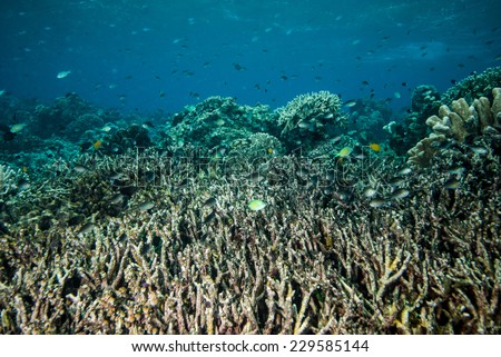 Underwater coral reefs in Derawan, Kalimantan, Indonesia. There are hard coral reefs, reef fishes.