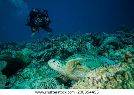 Diver and green sea turtle in Derawan, Kalimantan, Indonesia underwater photo. Chelonia mydas resting on the reefs and diver heading to sea turtle to take pictures.