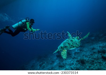 Diver and green sea turtle in Derawan, Kalimantan, Indonesia underwater photo. Chelonia mydas resting on the reefs and diver heading to sea turtle.