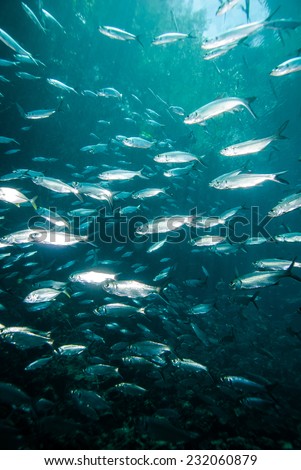 Schooling fish in Derawan, Kalimantan, Indonesia underwater photo. There are a lot of silvery fishes.