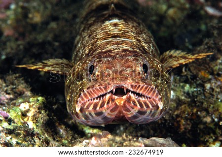 Lizardfish among the reefs in Banda, Indonesia underwater photo. Synodus species is benthic animals.