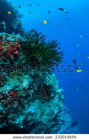 Black sun coral and reef fishes in Banda, Indonesia underwater photo. Tubastraea micranthus has green color.