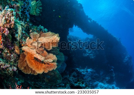 Sea fan Melithaea in Banda, Indonesia underwater photo. Lot of sea fan Melithaea with an orange color.