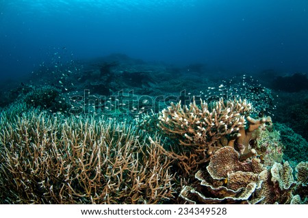 Various hard coral reefs in Banda, Indonesia underwater photo. There are bunch of hard coral Acropora cervicornis.