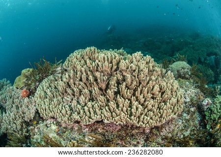 Hard coral reef in Ambon, Maluku, Indonesia underwater photo. One of stony coral reef species.