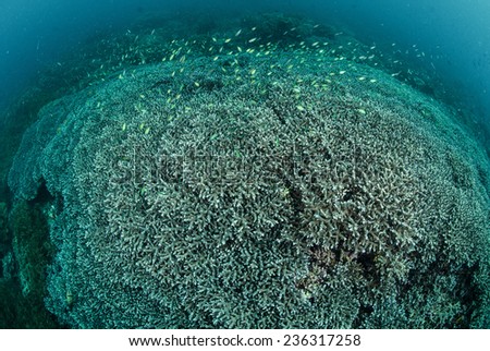 Hard coral reef in Ambon, Maluku, Indonesia underwater photo. Reef fishes swimming above the coral reef.