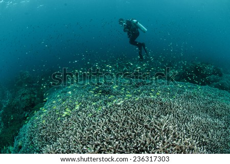 Diver, coral reef in Ambon, Maluku, Indonesia underwater photo. Reef fishes swimming above the coral reef.