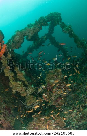 Boat wreck, reef fishes in Ambon, Maluku, Indonesia underwater photo. Lot of reef fishes swimming among the wreck.