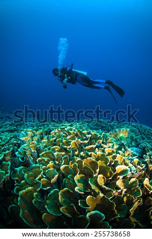 scuba diving above coral below boat bunaken sulawesi indonesia underwater photo