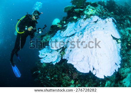 scuba diving diver kapoposang sulawesi indonesia bleaching underwater