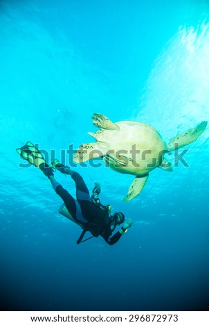 sea turtle scuba diver diving together bunaken sulawesi indonesia