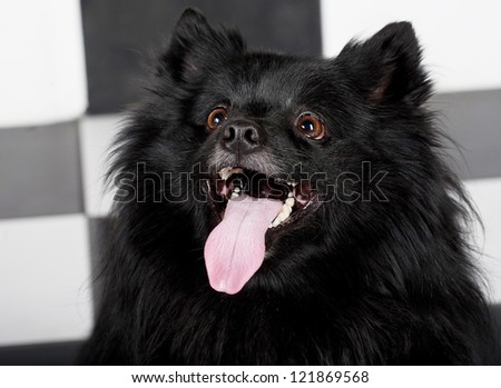 happy black dog with big smile