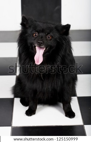 happy black dog with big smile