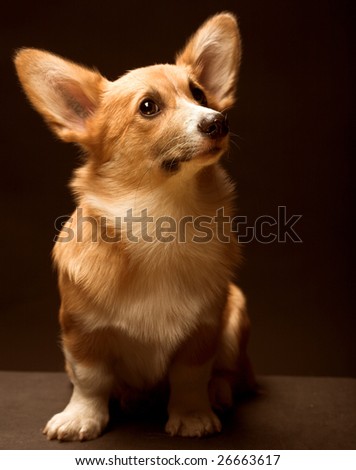 Puppy Welsh Corgi sitting in front of a black  background
