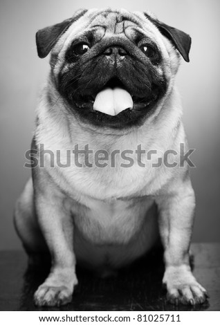 Cute Male Pug on yellow background