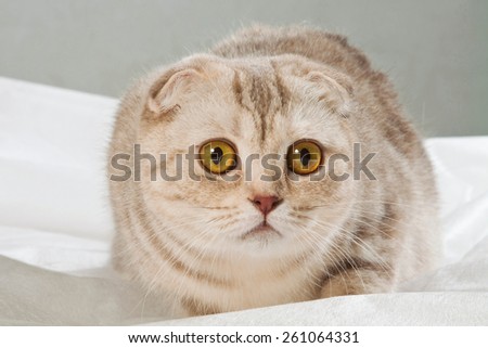 scared beige Scottish fold cat with round yellow eyes