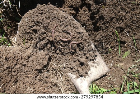 earthworms and soil on the shovel, digging of the soil with a shovel, work in the garden, virgin land