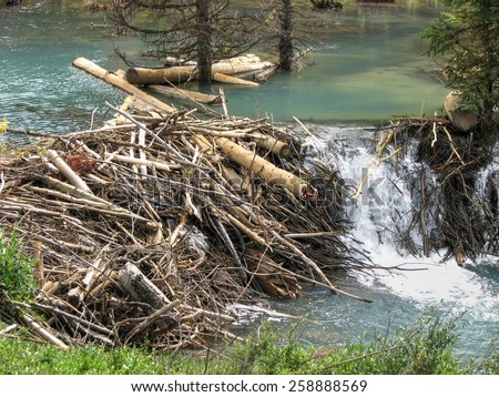 mountain beaver damn habitat with a stream flowing through