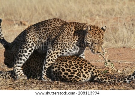 A pair of Leopards on the African plains. Child mounting it's mother