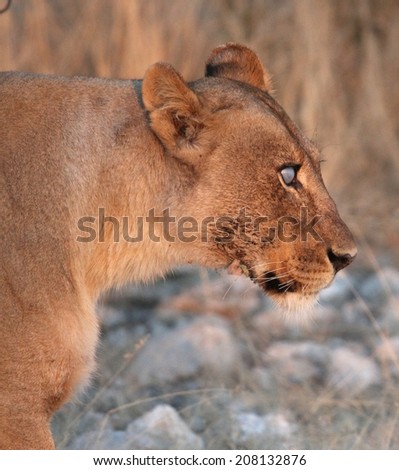Head shot of a Lion with a cataract in the eye