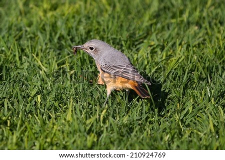 Short-toed Rock-thrush with bug in it\'s beak on the grass, Namibia, Africa