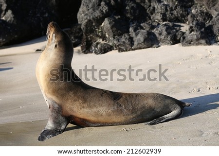 Galapagos sea lions on the beach, Galapagos Islands, Ecuador