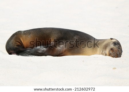 Galapagos sea lion sleeping on the beach, Galapagos Islands, Ecuador