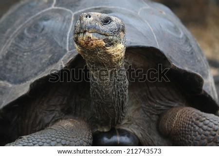Galapagos Giant Tortoise, Galapagos Islands, Ecuador