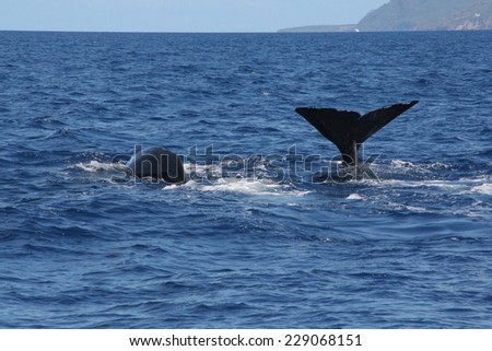 Whale watching in the Caribbean sea, Grenada