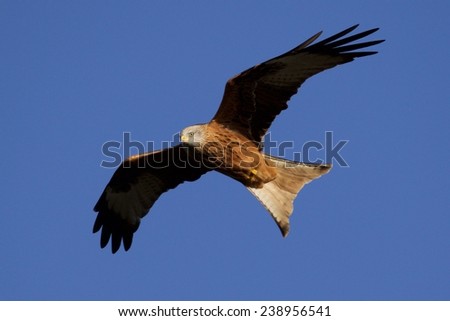 Red Kite over Oxfordshire, UK