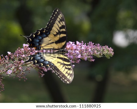 Eastern Tiger Swallowtail (Papilio glaucus) feeding on Butterfly Bush (Buddleia davidii)