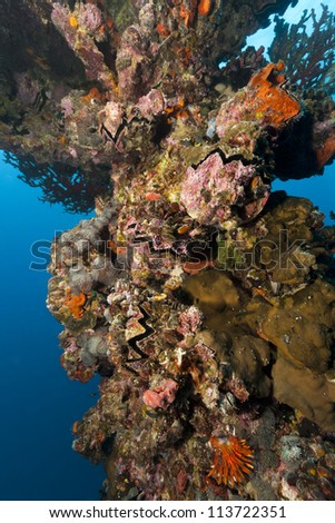 Corals, sponges, and clams on the mast of Iro, a Japanese Navy fleet oiler that was sunk after being torpedoed by a US submarine during WWII.  The vessel rests off the islands of Palau in Micronesia.