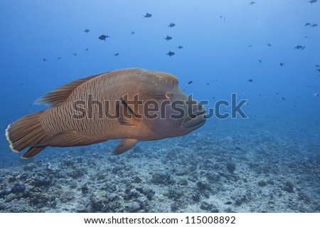Humphead Wrasse (Cheilinus undulatus), female at the Blue Corner dive site off the islands of Palau in Micronesia.